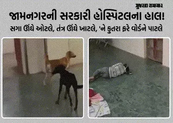 VIDEO: જામનગર જી.જી. હોસ્પિટલમાં રખડતા કૂતરાઓનું ‘રાજ’, સુરક્ષા ગાર્ડ શોભાના ગાંઠિયા સમાન | Jamnagar…