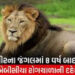 વાઘ કરતાં સિંહો ગ્રુપમાં રહેતા હોવાથી સી.ડી.વી.નાં સંક્રમણનો મોટો ખતરો | Lions live in groups which …