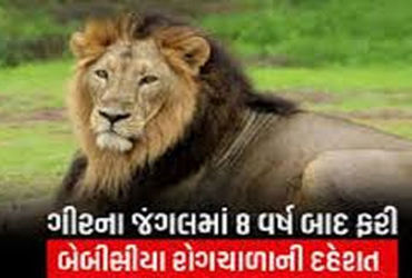 વાઘ કરતાં સિંહો ગ્રુપમાં રહેતા હોવાથી સી.ડી.વી.નાં સંક્રમણનો મોટો ખતરો | Lions live in groups which …