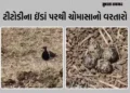 3 ઈંડા ઊભા અને 1 આડું! રાજપીપળામાં ટીટોડીના ઈંડાને આધારે વરસાદનું અનુમાન, જાણો કેવું રહેશે ચોમાસું |…