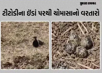 3 ઈંડા ઊભા અને 1 આડું! રાજપીપળામાં ટીટોડીના ઈંડાને આધારે વરસાદનું અનુમાન, જાણો કેવું રહેશે ચોમાસું |…