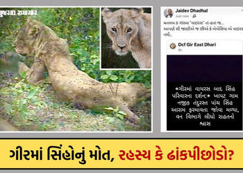 ગીરમાં સિંહોના મોત પર વન વિભાગમાં જ ડખો: મંત્રીનો વાઈરસ ન હોવાનો દાવો, પણ DCFની ‘વાઈરસ’વાળી પોસ્ટે પ…