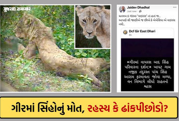 ગીરમાં સિંહોના મોત પર વન વિભાગમાં જ ડખો: મંત્રીનો વાઈરસ ન હોવાનો દાવો, પણ DCFની ‘વાઈરસ’વાળી પોસ્ટે પ…