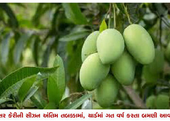 કેસર કેરીની સીઝન અંતિમ તબક્કામાં, યાર્ડમાં ગત વર્ષ કરતા બમણી આવક | Kesar mango season in final phase…
