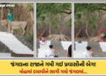 ભાવનગર: પાલીતાણાના શેત્રુંજય પર્વત પર અનોખી ઘટના, પ્રવાસીની બેગ લઈને ભાગ્યો સિંહ! જાણો આખો મામલો | p…