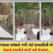 ભાવનગર: પાલીતાણાના શેત્રુંજય પર્વત પર અનોખી ઘટના, પ્રવાસીની બેગ લઈને ભાગ્યો સિંહ! જાણો આખો મામલો | p…