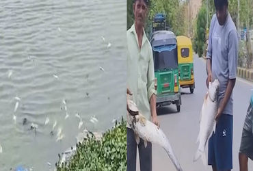 ઉનાળામાં તળાવોમાં માછલીઓના મોતનો સિલસિલો યથાવત : સમા તળાવમાં ફરી મોટી સંખ્યામાં માછલીઓના મોત, દુર્ગં…