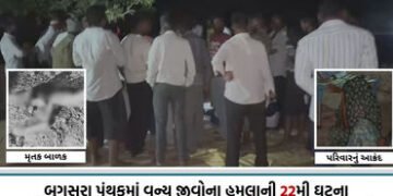 VIDEO| અમરેલી: ઘંટીયાળ ગામે સિંહણના હુમલામાં 7 વર્ષના બાળકનું મોત, વન વિભાગ સામે ભારે રોષ, પરિવારનો …