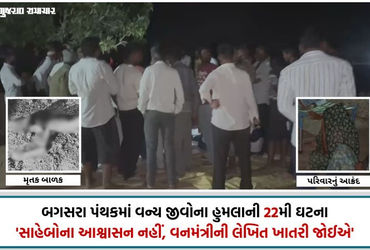 VIDEO| અમરેલી: ઘંટીયાળ ગામે સિંહણના હુમલામાં 7 વર્ષના બાળકનું મોત, વન વિભાગ સામે ભારે રોષ, પરિવારનો …