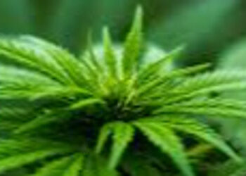 જેતલપુર રોડ પરથી ૮૬.૩૧ લાખનો ગાંજો પકડાયો | Marijuana worth Rs 86 31 lakh seized from Jetalpur road