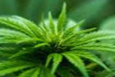 જેતલપુર રોડ પરથી ૮૬.૩૧ લાખનો ગાંજો પકડાયો | Marijuana worth Rs 86 31 lakh seized from Jetalpur road