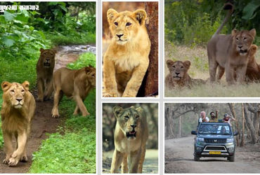 સિંહપ્રેમીઓ માટે સારા સમાચાર: ગીર જંગલ સફારીની મુદ્દત 7 દિવસ લંબાવાઈ, 22 જૂન સુધી સિંહ દર્શન ચાલુ રહ…