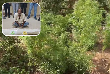 પંચમહાલ: ઘોઘંબાના ગુણેસિયા ગામમાંથી ગાંજાની ખેતી ઝડપાઈ, 4 લાખથી વધુના જથ્થા સાથે એકની ધરપકડ | Panchm…