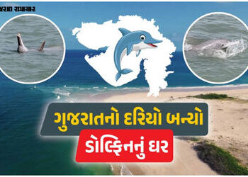 ગુજરાતના દરિયામાં ડોલ્ફિનની સંખ્યા 680ને પાર: શિવરાજપુર અને પોશિત્રા બન્યા ‘બેસ્ટ સ્પોટ’ | gujarat d…