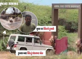 અમરેલી: જાફરાબાદના બાબરકોટમાં બે લોકો પર હુમલો કરનાર સિંહનું શંકાસ્પદ મોત, હડકવા થયો હોવાની આશંકા | …