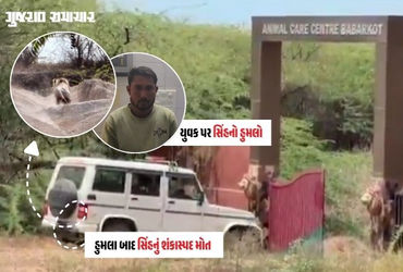 અમરેલી: જાફરાબાદના બાબરકોટમાં બે લોકો પર હુમલો કરનાર સિંહનું શંકાસ્પદ મોત, હડકવા થયો હોવાની આશંકા | …