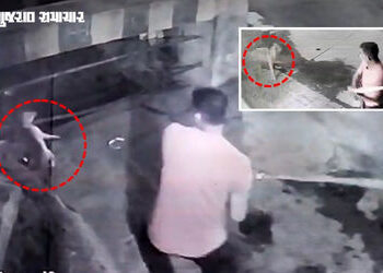 જામનગરમાં ચાર માસના ગલુડિયા પર લાકડી વડે હુમલો, ઘટના CCTVમાં કેદ, વીડિયો વાઈરલ થતાં પશુપ્રેમીઓમાં રો…